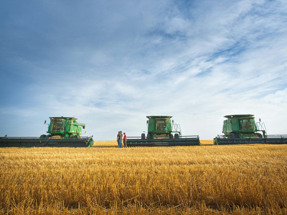 Fields at harvest